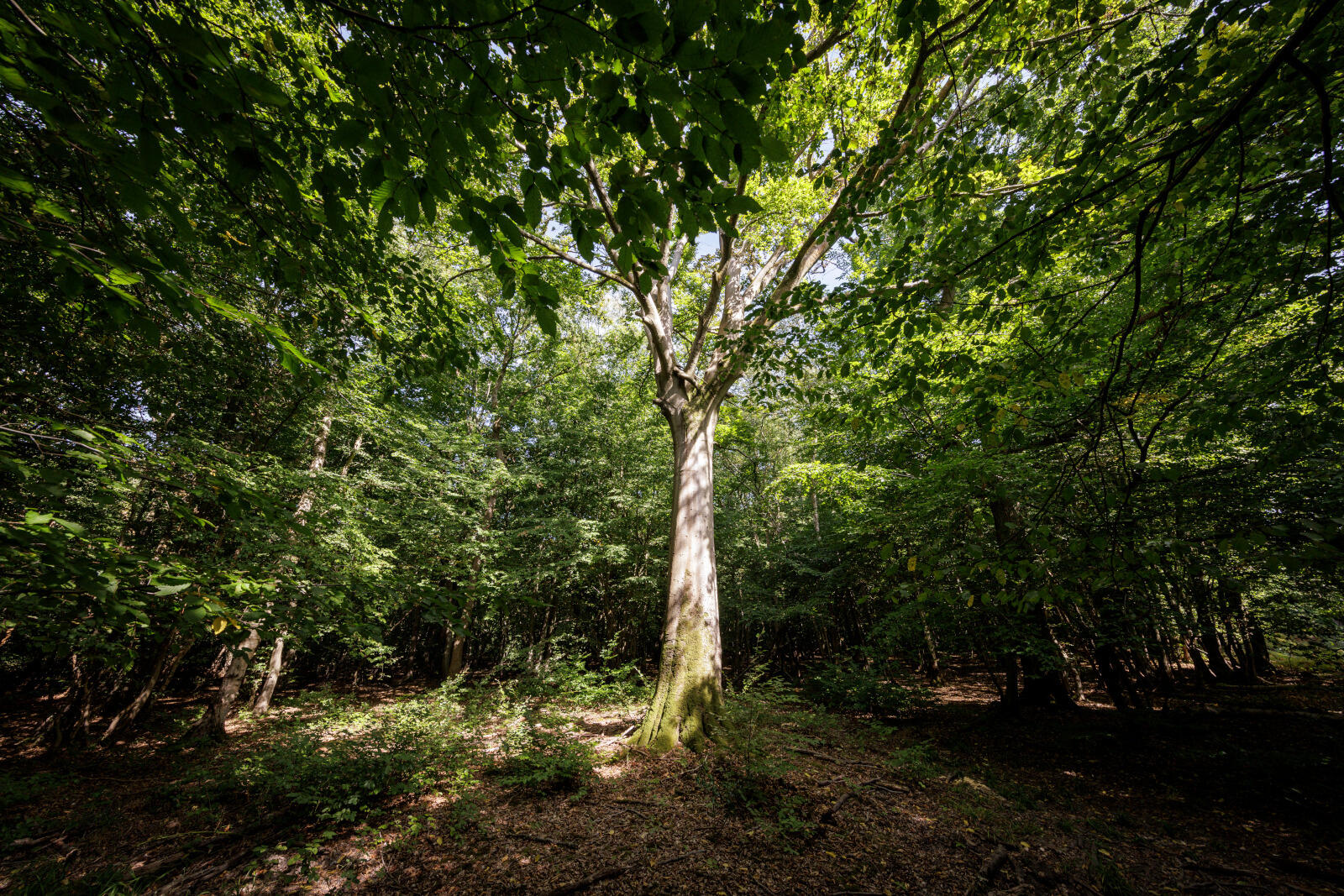 "Naturellement !" : les journées autour du vivant et de la terre "Naturellement !" : les journées autour du vivant et de la terre