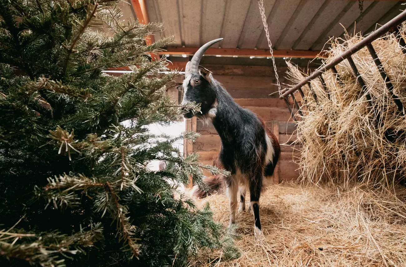 Une seconde vie pour les sapins