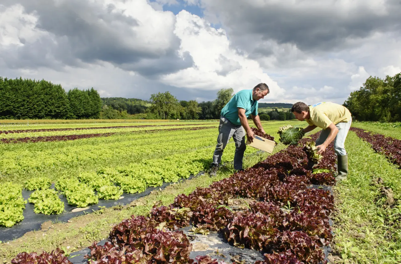 Appels à projets agricoles : la Métropole se mobilise en faveur d’une agriculture durable