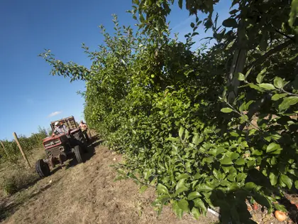 Appels à projets agricoles : la Métropole se mobilise en faveur  d’une agriculture durable